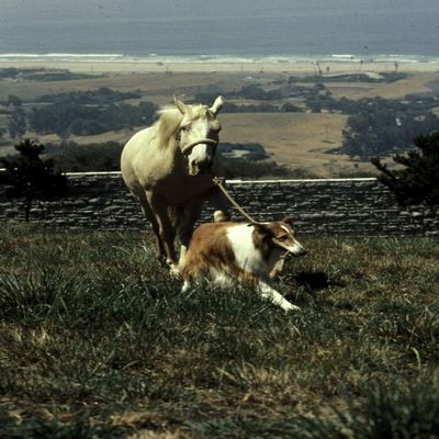Film still featuring Lassie Photo Print (24 x 30)
