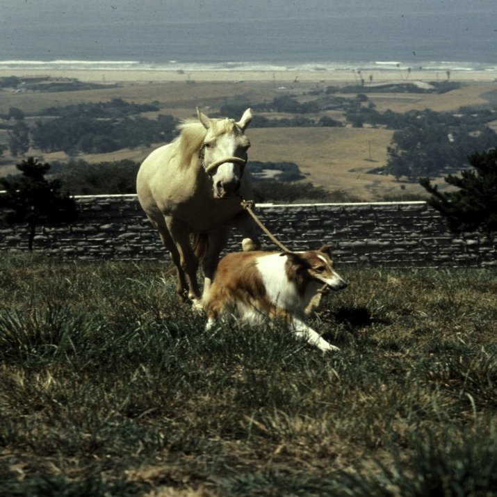 Film still featuring Lassie Photo Print (24 x 30)