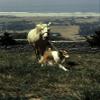 Film still featuring Lassie Photo Print (24 x 30) view 1