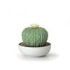 LLADR Astrophytum Cactus Diffuser. Tropical Blossoms Scent. Porcelain Aroma Diffuser. view 1