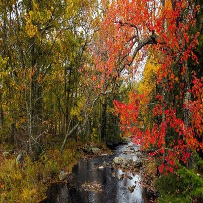 View of stream in fall colors Maine USA Poster Print by Panoramic Images (30 x 13)