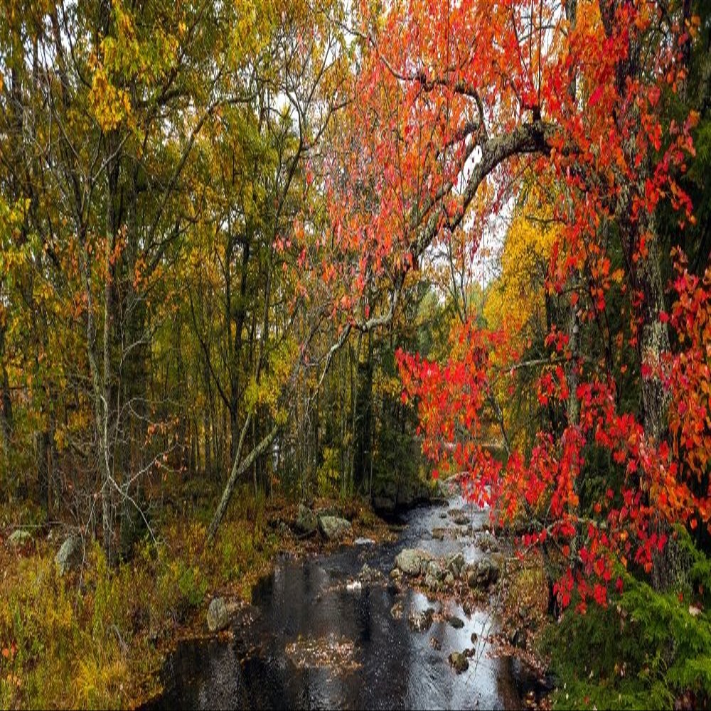 View of stream in fall colors Maine USA Poster Print by Panoramic Images (30 x 13)