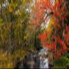 View of stream in fall colors Maine USA Poster Print by Panoramic Images (30 x 13) view 1