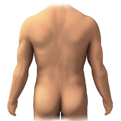 Posterior anatomy of the human male Poster Print by Enid HajderiStocktrek Images (24 x 24)