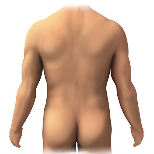 Posterior anatomy of the human male Poster Print by Enid HajderiStocktrek Images (24 x 24)