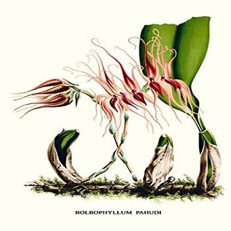 Orchid Bolbophyllum pahudi Java Orchid Poster Print by Louis Benoit Van Houtte (18 x 24)