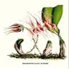 Orchid Bolbophyllum pahudi Java Orchid Poster Print by Louis Benoit Van Houtte (18 x 24) view 1