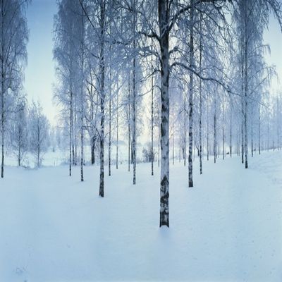 Birch trees by the Vuoksi River Imatra Finland Poster Print by Panoramic Images (30 x 13)