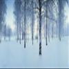 Birch trees by the Vuoksi River Imatra Finland Poster Print by Panoramic Images (30 x 13) view 1