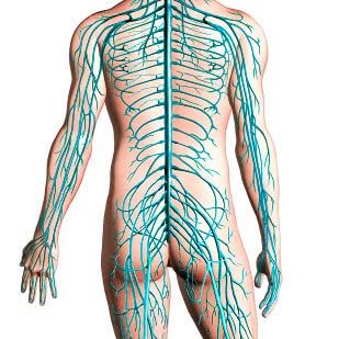 Diagram of human nervous system posterior view Poster Print by Leonello CalvettiStocktrek Images (11 x 17)