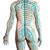 Diagram of human nervous system posterior view Poster Print by Leonello CalvettiStocktrek Images (11 x 17) view 1