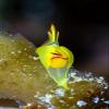 A tiny Siphopteron species headshield slug Poster Print by Bruce ShaferStocktrek Images (11 x 17) view 1