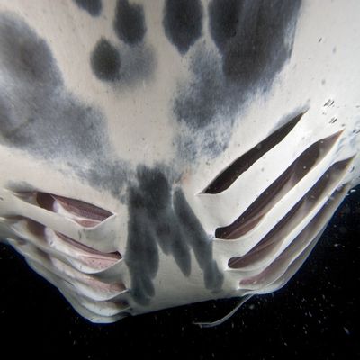 A close-up view of the gill slits on a manta ray feeding on plankton Poster Print by VWPicsStocktrek Images (17 x 11)
