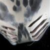 A close-up view of the gill slits on a manta ray feeding on plankton Poster Print by VWPicsStocktrek Images (17 x 11) view 1