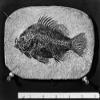 Fossil Cichlid Nfossil Of A Cichlid From The Eocene Period Found In Wyoming Poster Print by (18 x 24) view 1