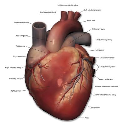 Anterior view of human heart anatomy with annotations Poster Print by Photon IllustrationStocktrek Images (24 x 24)