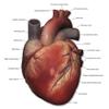 Anterior view of human heart anatomy with annotations Poster Print by Photon IllustrationStocktrek Images (24 x 24) view 1