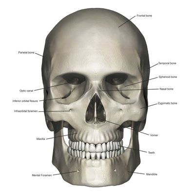 Anterior view of human skull anatomy with annotations Poster Print by Photon IllustrationStocktrek Images (24 x 24)
