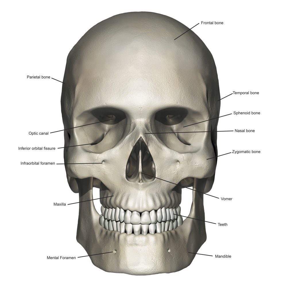 Anterior view of human skull anatomy with annotations Poster Print by Photon IllustrationStocktrek Images (24 x 24)