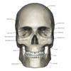 Anterior view of human skull anatomy with annotations Poster Print by Photon IllustrationStocktrek Images (24 x 24) view 1