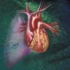 Anterior view of heart and lung on green background Poster Print by TriFocal CommunicationsStocktrek Images (24 x 24) view 1