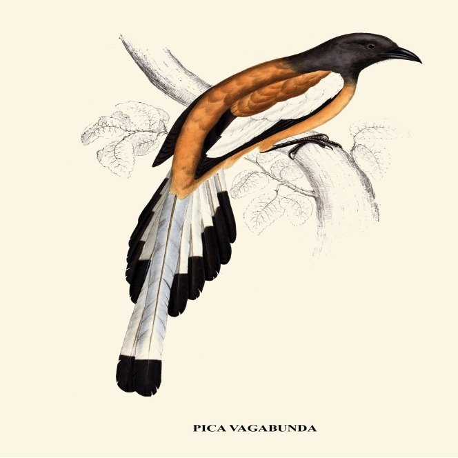 Posterazzi GLP469052LARGE Poster Print Collection Pica Vagabond-A Century Of Birds From The Himalaya Mountains-John Gould & Wm. Hart Poster Print By John Gould, (18 X 24"), Multicolored
