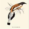 Posterazzi GLP469052LARGE Poster Print Collection Pica Vagabond-A Century Of Birds From The Himalaya Mountains-John Gould & Wm. Hart Poster Print By John Gould, (18 X 24"), Multicolored view 1