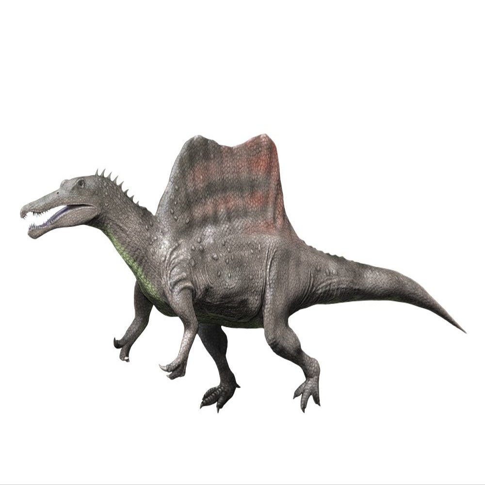 Spinosaurus is a theropod from the Late Cretaceous period Poster Print by Nobumichi TamuraStocktrek Images (32 x 24)