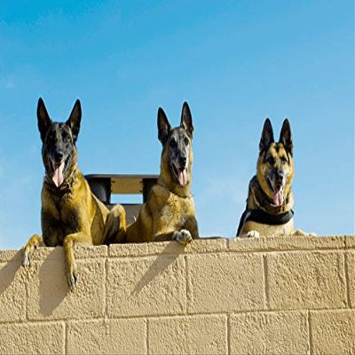 Belgian Malinois and German Shephard military working dogs Poster Print by Stocktrek Images (17 x 11)
