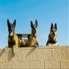 Belgian Malinois and German Shephard military working dogs Poster Print by Stocktrek Images (17 x 11) view 1