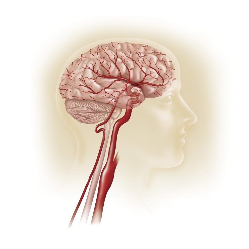 Side view of human brain showing internal carotid artery Poster Print by TriFocal CommunicationsStocktrek Images (28 x 28)