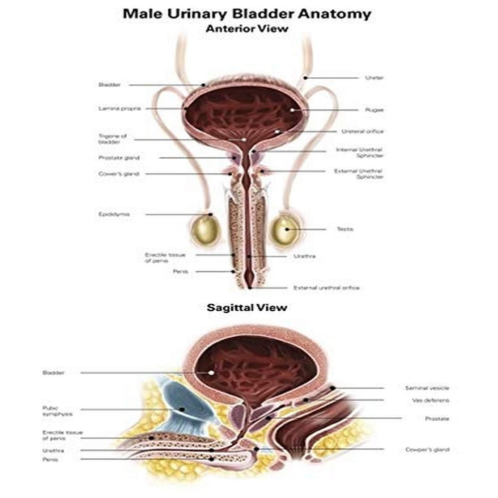 Anterior view and sagittal view of male urinary bladder Poster Print by Alan GesekStocktrek Images (24 x 32)