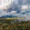 Sunlight shines down on lily pads growing in a freshwater lake in New England Poster Print by Ethan DanielsStocktrek Images (11 x 17) view 1