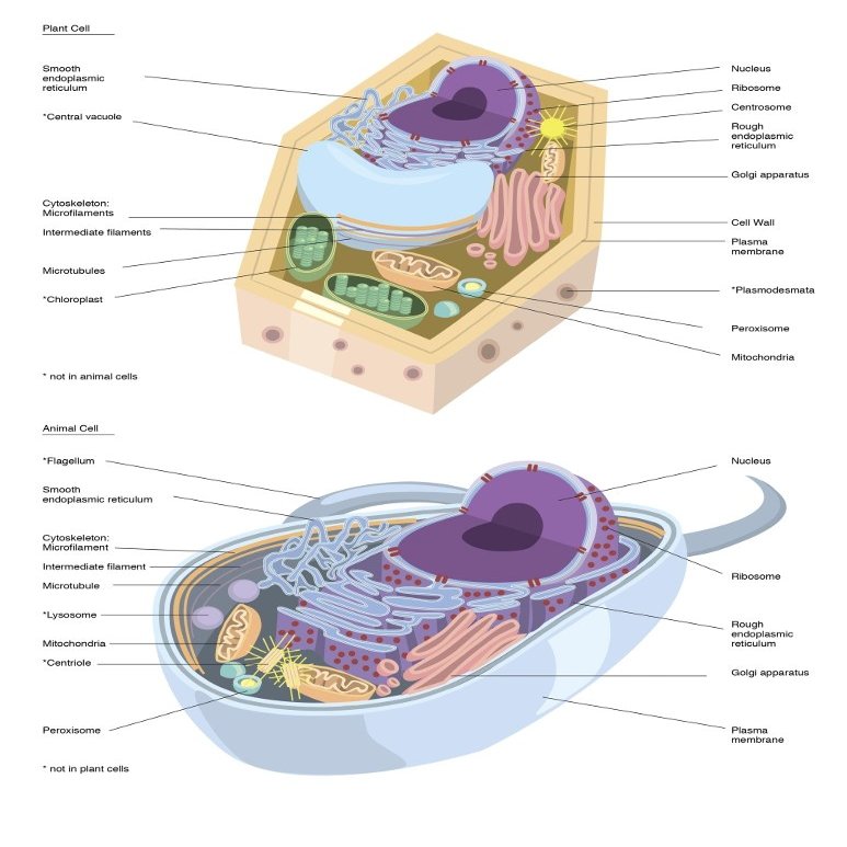 Comparative illustration of plant and animal cell anatomy (with labels) Poster Print by Alan GesekStocktrek Images (24 x 32)