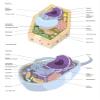 Comparative illustration of plant and animal cell anatomy (with labels) Poster Print by Alan GesekStocktrek Images (24 x 32) view 1