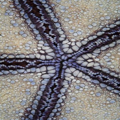 Detail of a pin cushion sea star in Wakatobi National Park Indonesia Poster Print by Ethan DanielsStocktrek Images (11 x 17)