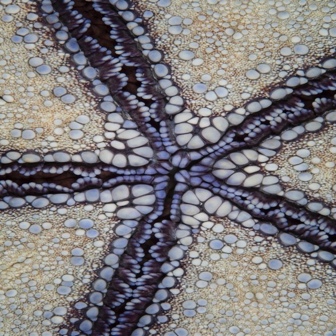 Detail of a pin cushion sea star in Wakatobi National Park Indonesia Poster Print by Ethan DanielsStocktrek Images (11 x 17)