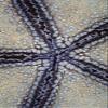 Detail of a pin cushion sea star in Wakatobi National Park Indonesia Poster Print by Ethan DanielsStocktrek Images (11 x 17) view 1
