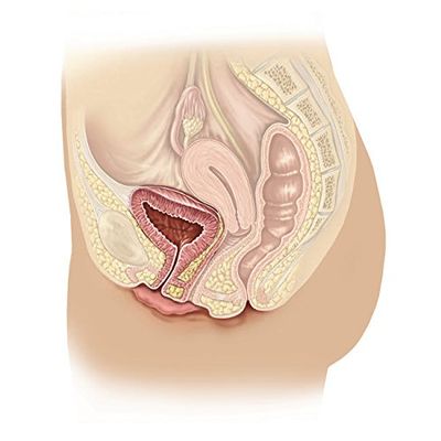 Anatomy of female reproductive system Poster Print by TriFocal CommunicationsStocktrek Images (24 x 24)