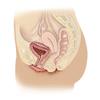 Anatomy of female reproductive system Poster Print by TriFocal CommunicationsStocktrek Images (24 x 24) view 1