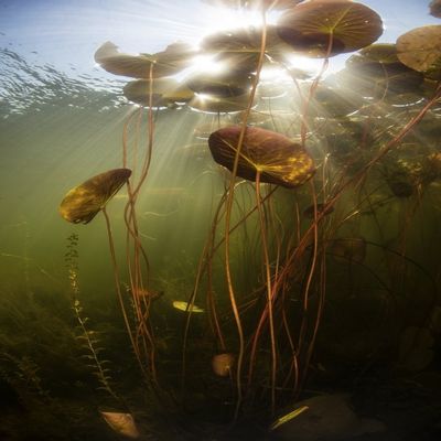 Sunlight shines down on lily pads growing in a freshwater lake in New England Poster Print by Ethan DanielsStocktrek Images (11 x 17)