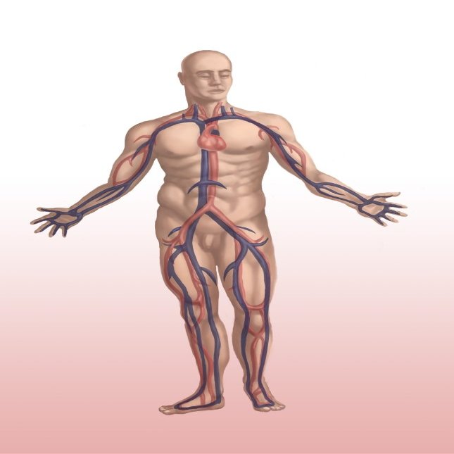 Cardiovascular System in Male Anatomy Poster Print by Spencer SuttonScience Source (18 x 24)