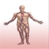 Cardiovascular System in Male Anatomy Poster Print by Spencer SuttonScience Source (18 x 24) view 1