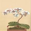 Phalaenopsis schilleriana is a plant of the orchid genus Phalaenopsis and an endemic species to Philippines It has lilac flowers Poster Print by HG Moon (24 x 36) view 1