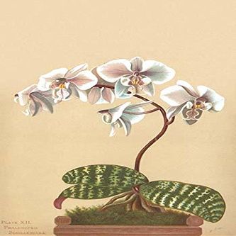 Phalaenopsis schilleriana is a plant of the orchid genus Phalaenopsis and an endemic species to Philippines It has lilac flowers Poster Print by HG Moon (24 x 36)