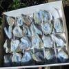 StarStuff.Rocks Authentic African Rock, Mineral, and Crystal Specimen Show (Blue Lace Agate) view 4