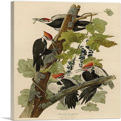 ARTCANVAS Pileated Woodpecker Canvas Art Print Stretched Framed Painting Picture Poster Giclee Wall Decor by John James Audubon - 40" x 26" (0.75" Deep)