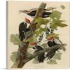 ARTCANVAS Pileated Woodpecker Canvas Art Print Stretched Framed Painting Picture Poster Giclee Wall Decor by John James Audubon - 40" x 26" (0.75" Deep) view 1