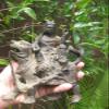 Chinese Ming Dynasty Figure of a Guan Yin on The Beast, 8 view 2