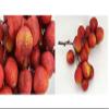 Fake Fruit Fake Litchis Shop Display Decoration [A] view 2